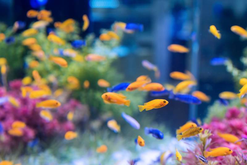 Installer un osmoseur dans un magasin d'aquariophilie à Rouen